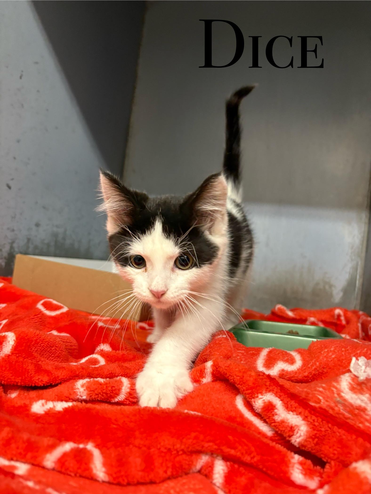 Dice, an adoptable Domestic Short Hair in Craig, CO, 81625 | Photo Image 1