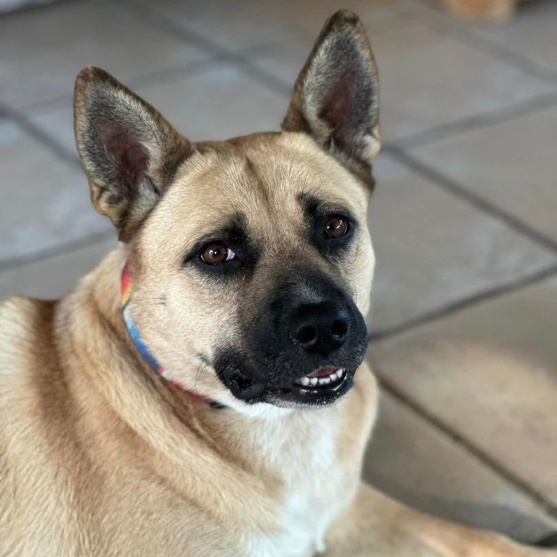 Scooby, an adoptable Shepherd in Springfield, MO, 65804 | Photo Image 1