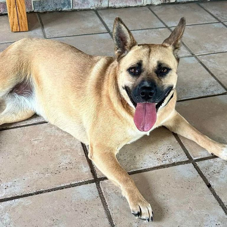 Scooby, an adoptable Shepherd in Springfield, MO, 65804 | Photo Image 4