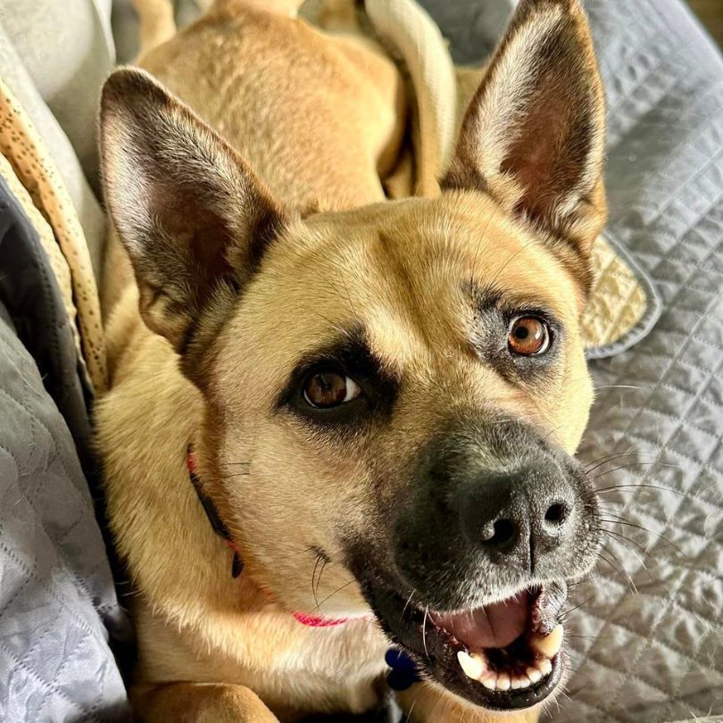 Scooby, an adoptable Shepherd in Springfield, MO, 65804 | Photo Image 2