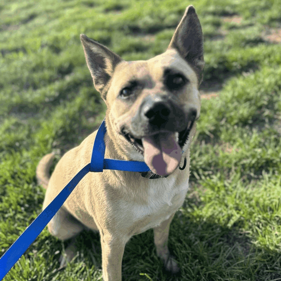 Scooby, an adoptable Shepherd in Springfield, MO, 65804 | Photo Image 5