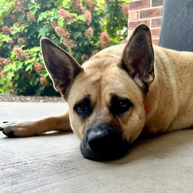 Scooby, an adoptable Shepherd in Springfield, MO, 65804 | Photo Image 3