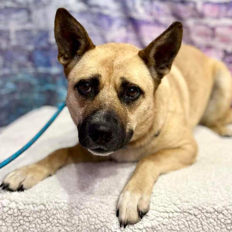 Scooby, an adoptable Shepherd in Springfield, MO, 65804 | Photo Image 6