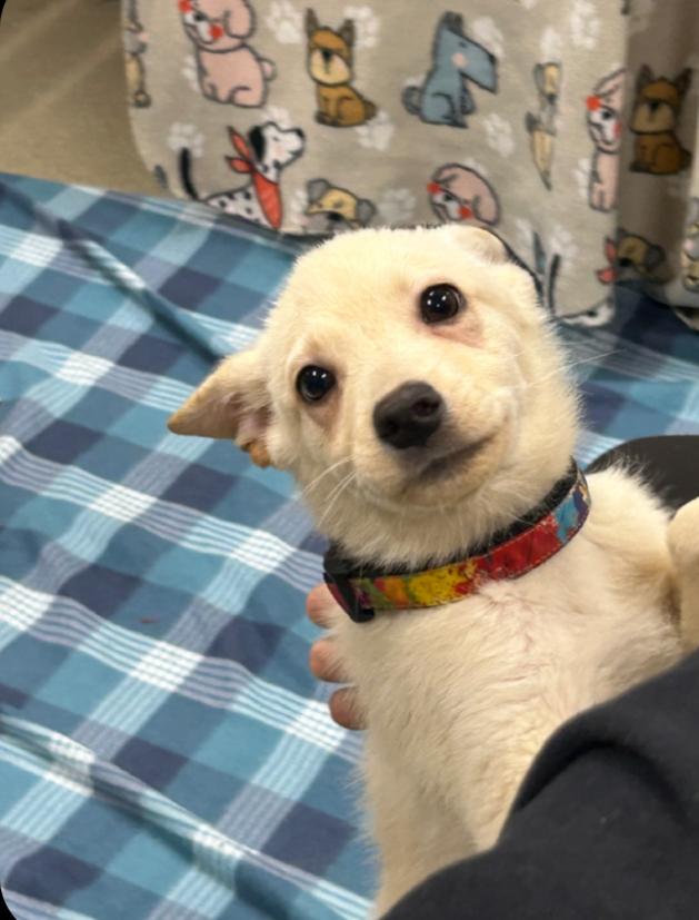 WOLFORD ~ Puppy from the news (Video), a Adoptable mixed breed in Ashland, OH image 3/5