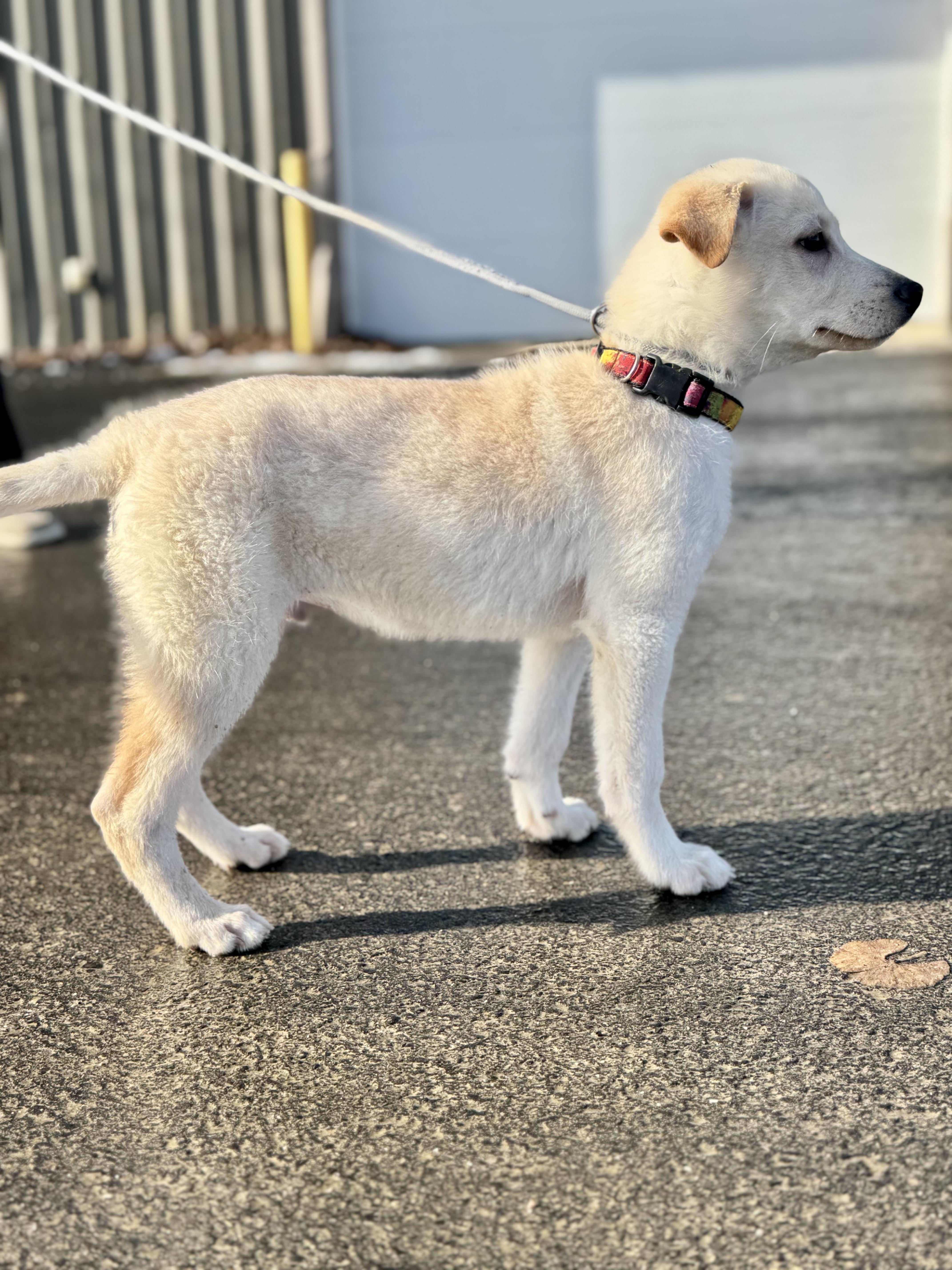 Enlarge WOLFORD ~ Puppy from the news (Video), an adopted mixed breed in Ashland, OH image 6/6