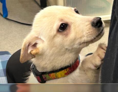 WOLFORD ~ Puppy from the news (Video), a Adoptable mixed breed in Ashland, OH image 1/5