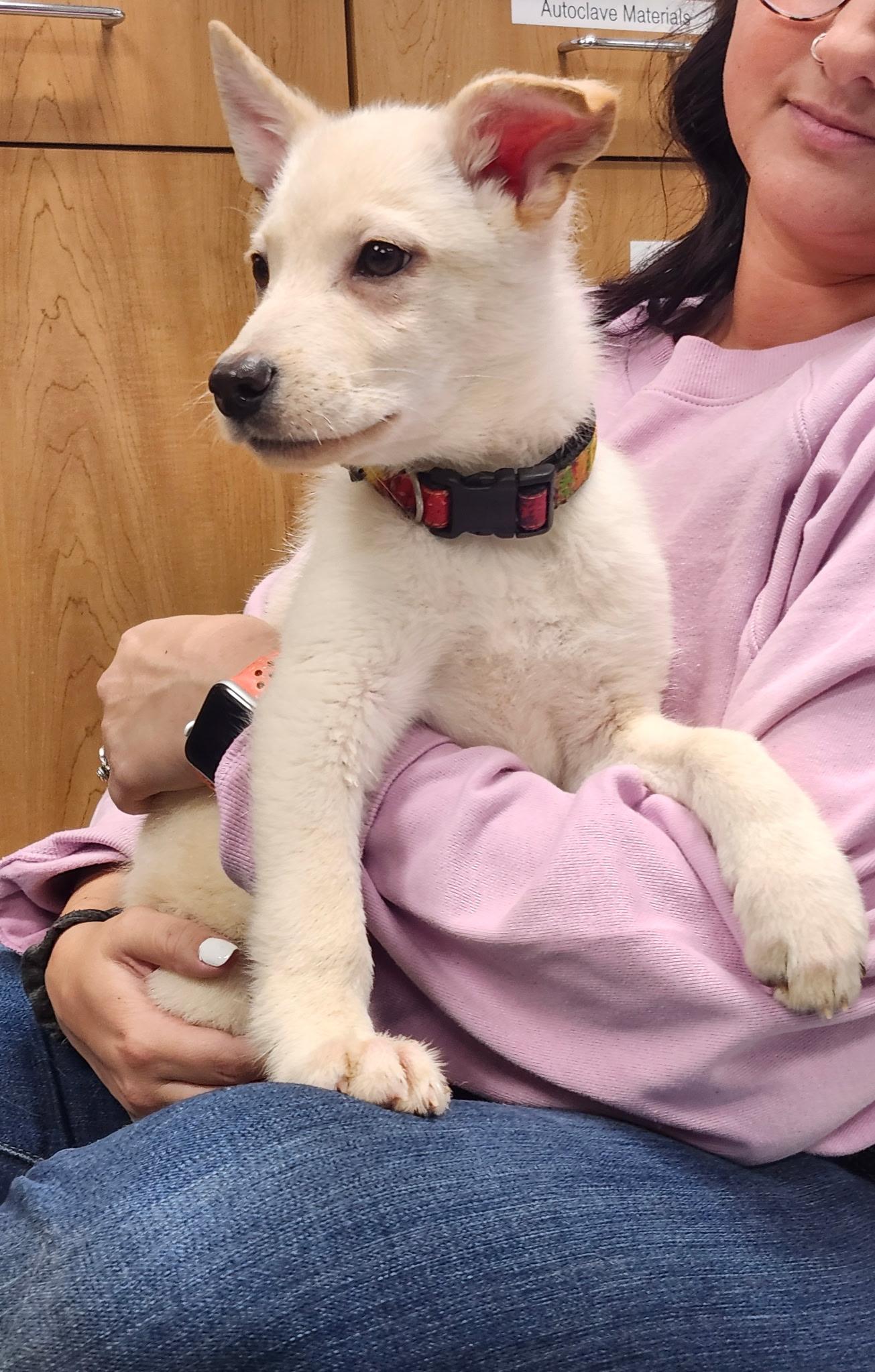 WOLFORD ~ Puppy from the news (Video), a Adoptable mixed breed in Ashland, OH image 2/5