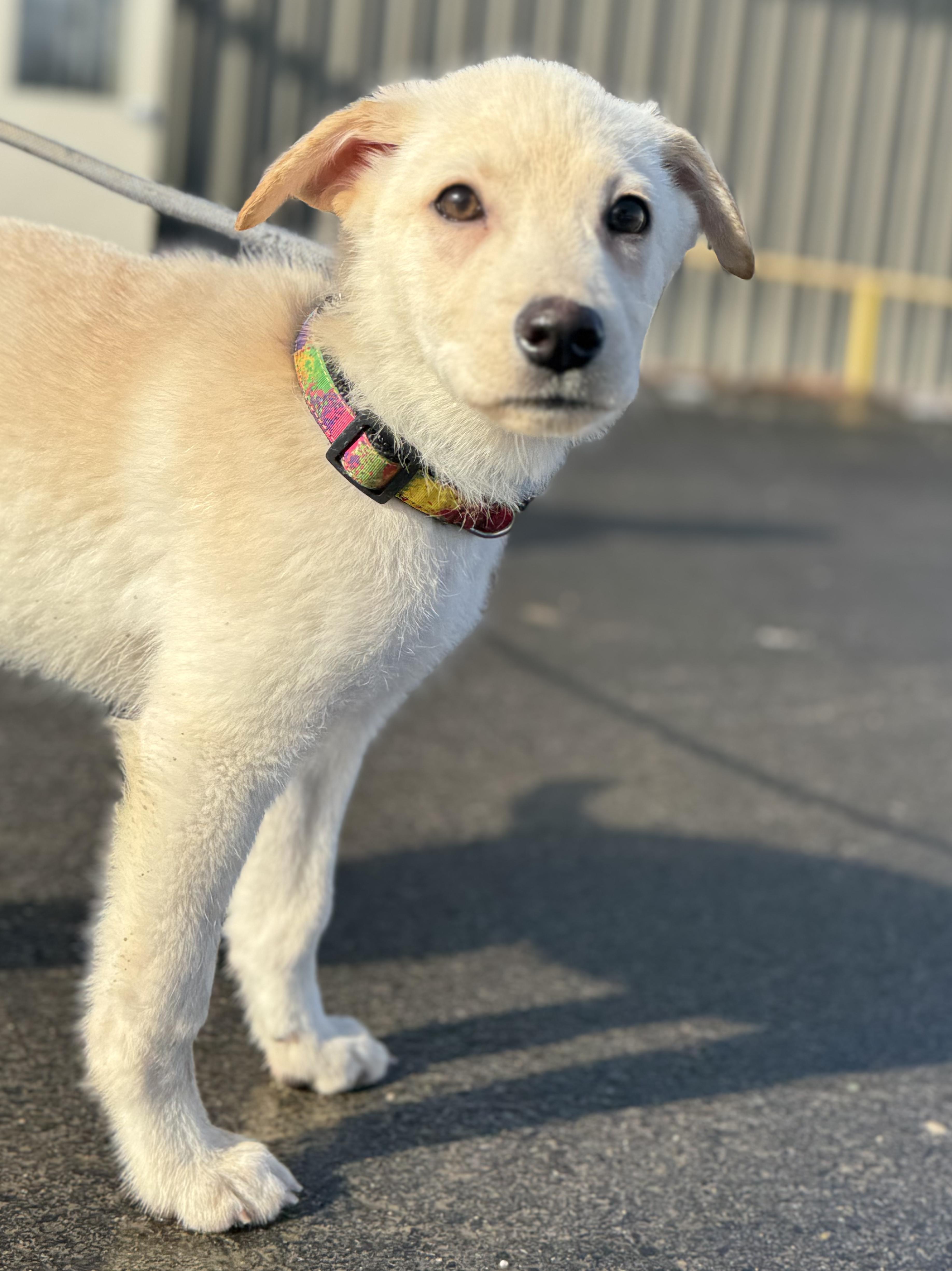WOLFORD ~ Puppy from the news (Video), Adoptable, Puppy Male Labrador Retriever & German Shepherd Dog.