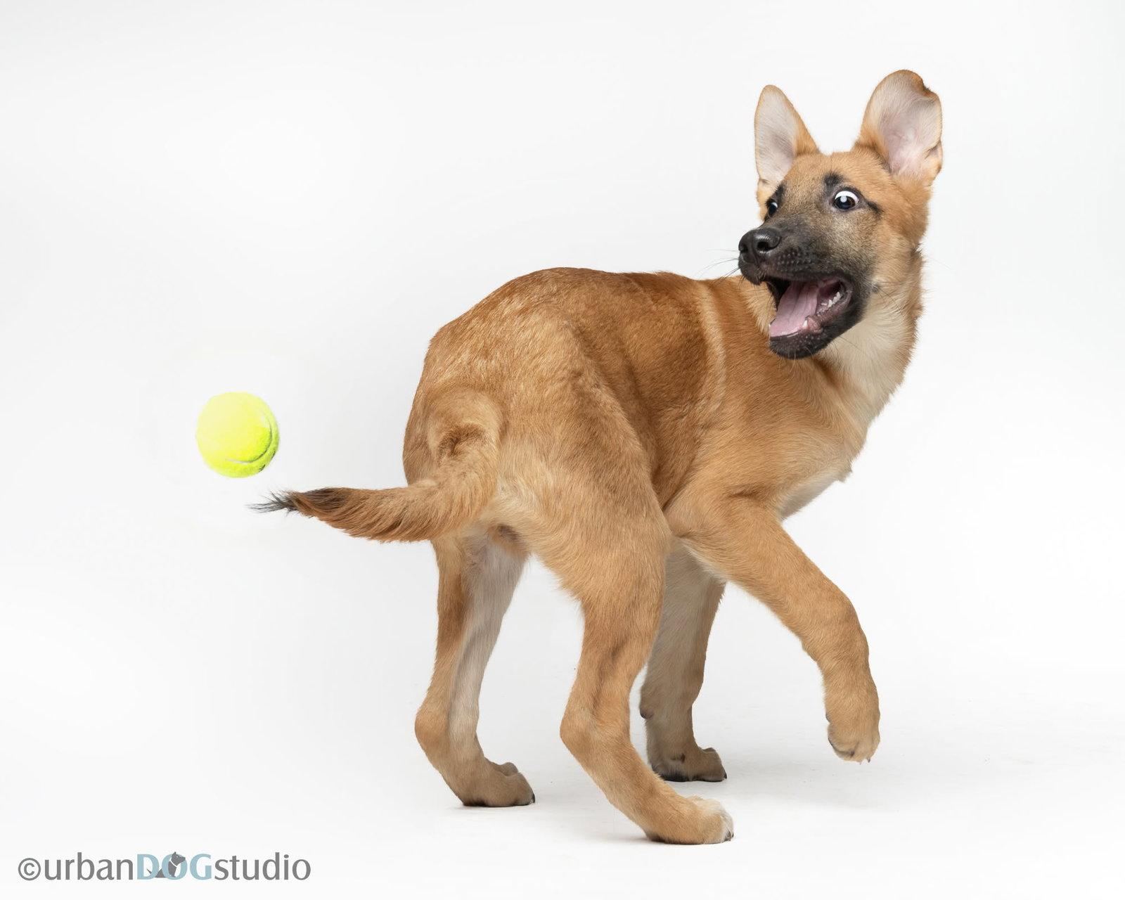 Enlarge Rocky - M, a Adoptable German Shepherd Dog in Tampa, FL image 1/3