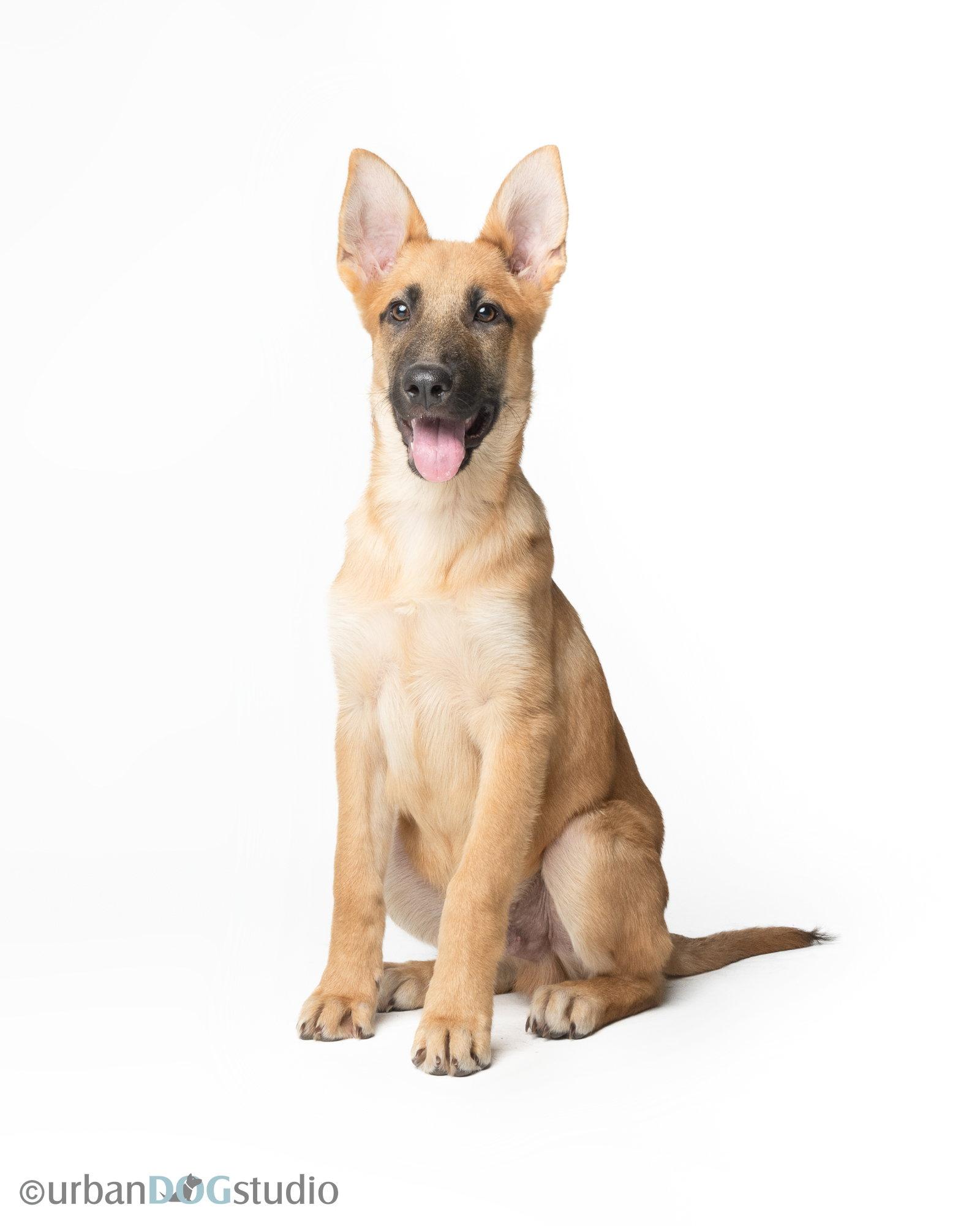 Enlarge Rocky - M, a Adoptable German Shepherd Dog in Tampa, FL image 2/3