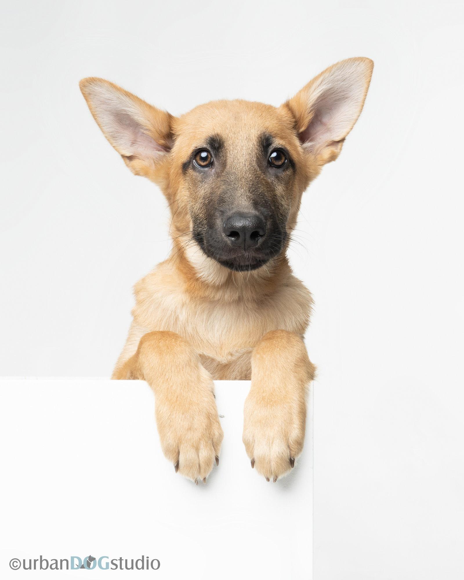 Enlarge Rocky - M, a Adoptable German Shepherd Dog in Tampa, FL image 3/3