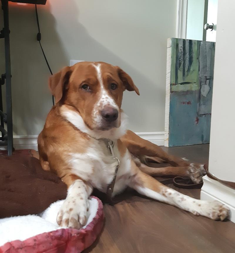BB, an adoptable Australian Shepherd, Labrador Retriever in Bancroft, ON, K0L 1C0 | Photo Image 2