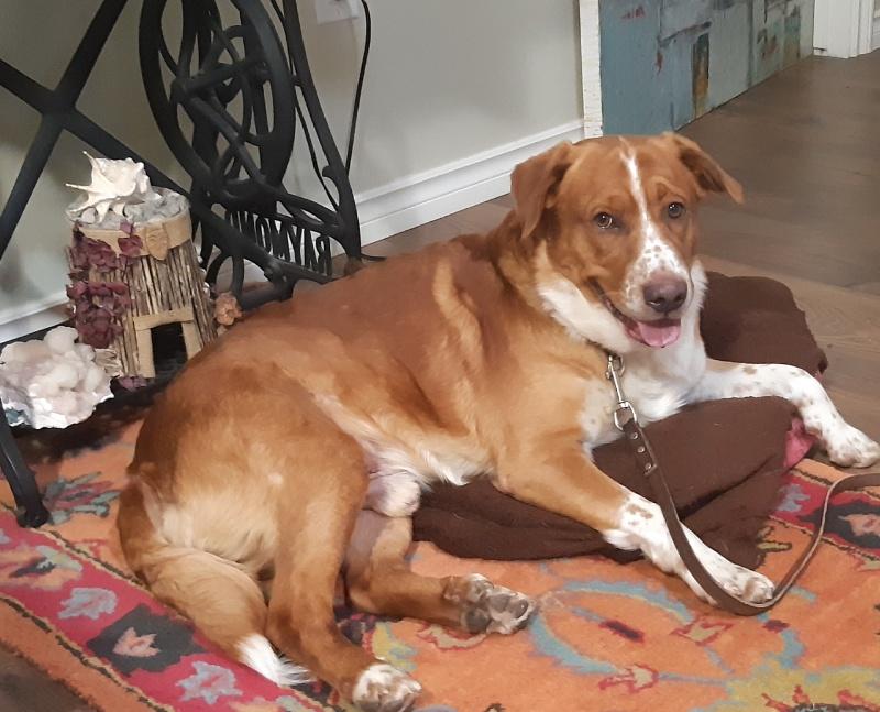 BB, an adoptable Australian Shepherd, Labrador Retriever in Bancroft, ON, K0L 1C0 | Photo Image 3
