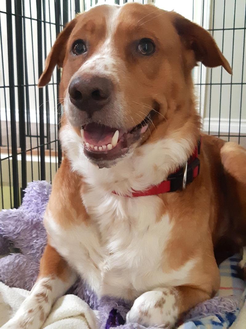BB, an adoptable Australian Shepherd, Labrador Retriever in Bancroft, ON, K0L 1C0 | Photo Image 1