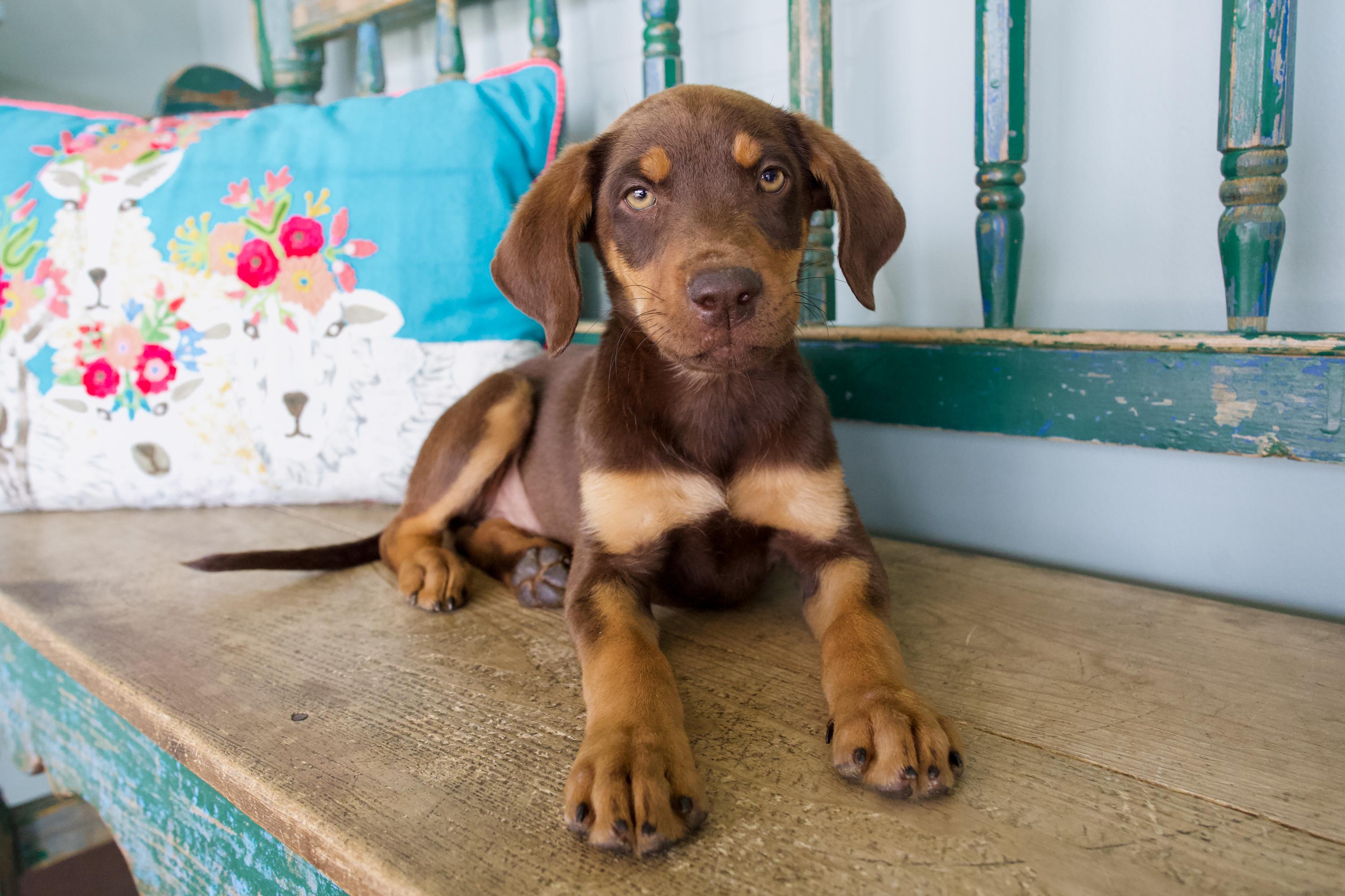 Saint, adopted, Puppy Male Doberman Pinscher & Hound.