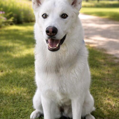 Aspen "Oliver", Adoptable, Young Male German Shepherd Dog & Husky.