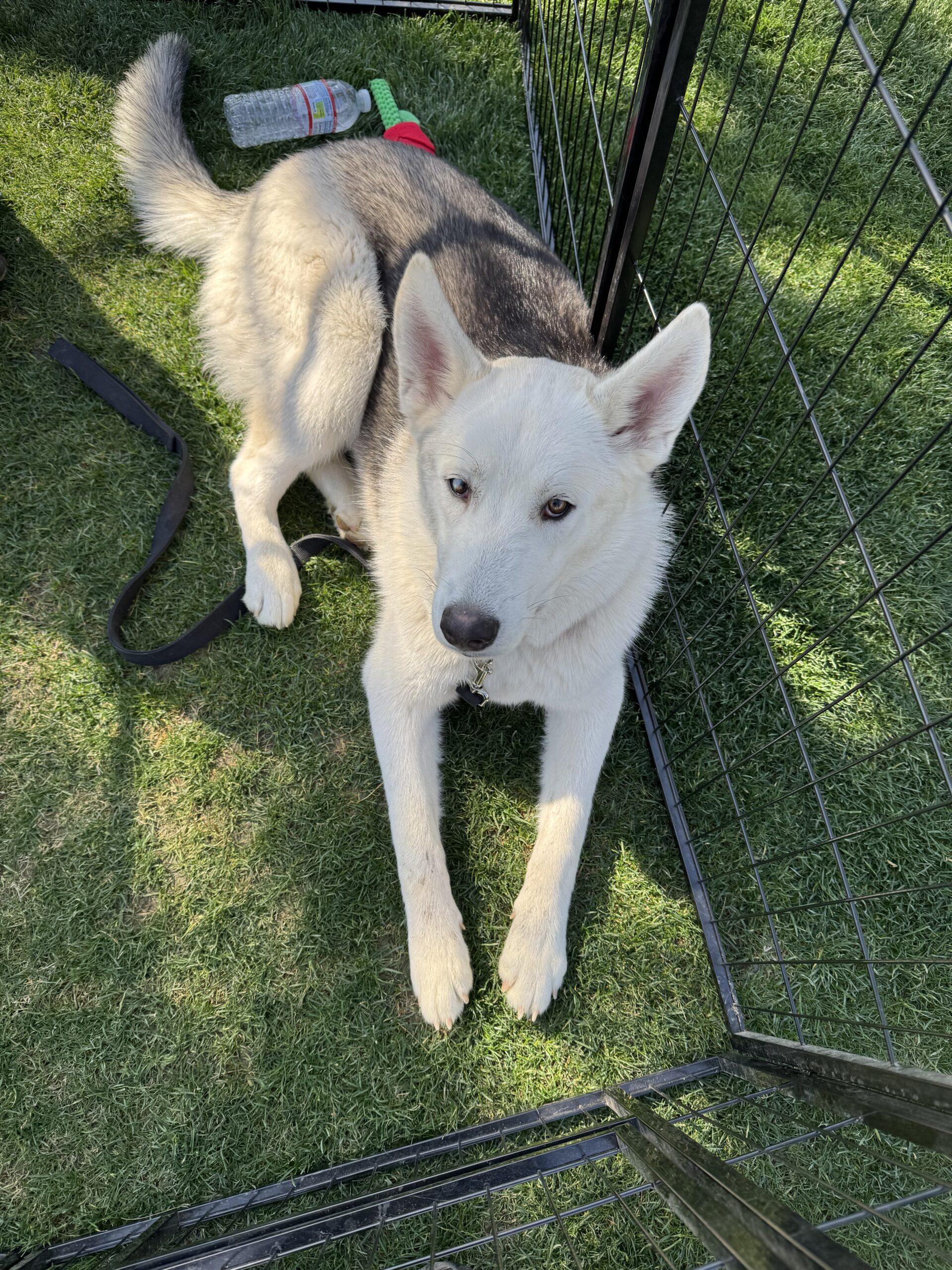 Aspen "Oliver", Adoptable, Young Male German Shepherd Dog & Husky.