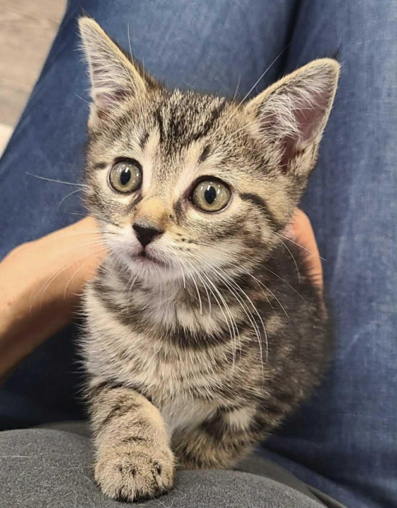 Enlarge Lorelei, a Adoptable Domestic Short Hair in South River, NJ image 1/1