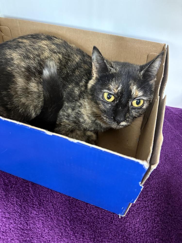 Nellie, Adoptable, Adult Female Domestic Short Hair.