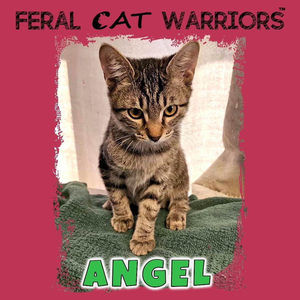 Angel, Adoptable, Kitten Female Domestic Short Hair.