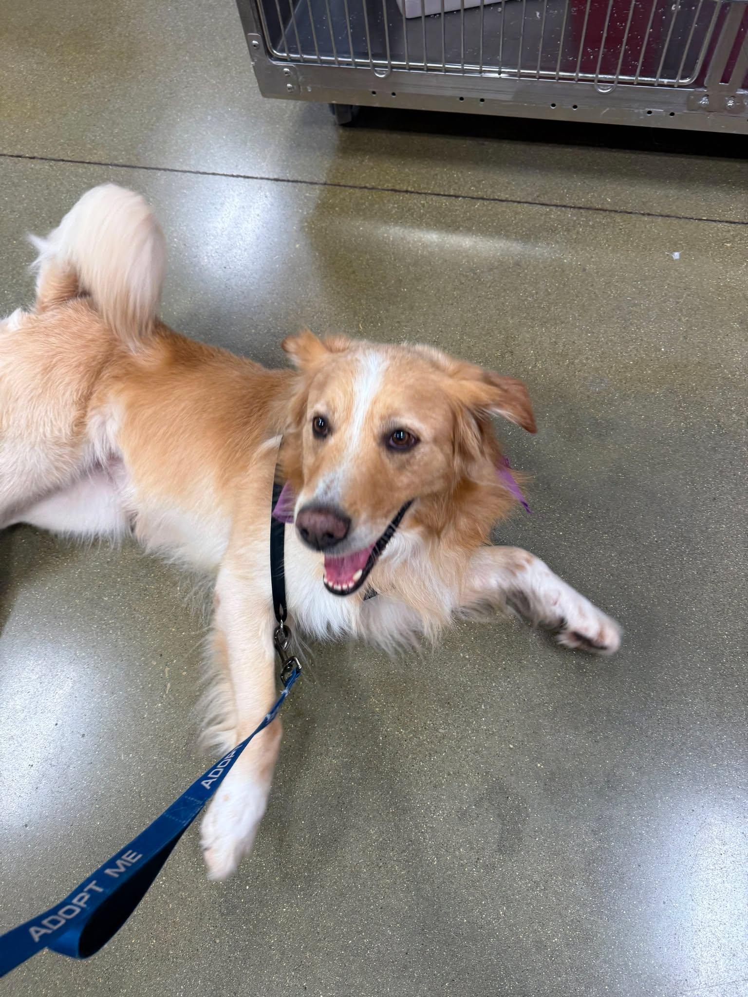 Pringles, a ADOPTABLE mixed breed in Richmond, KY image 4/6