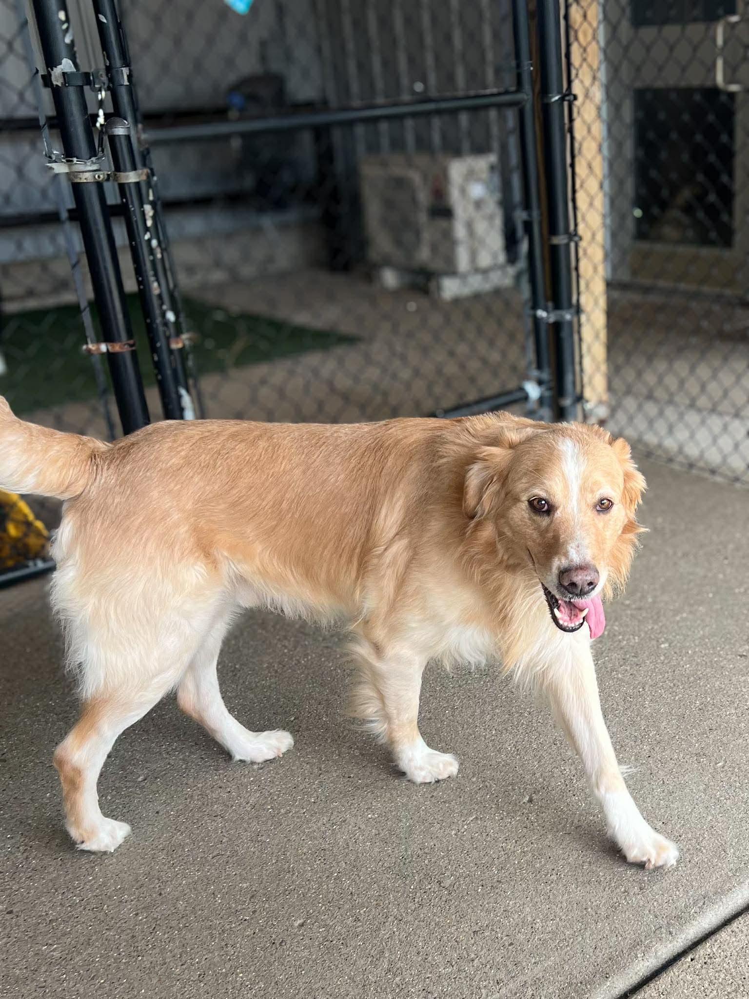 Pringles, a ADOPTABLE mixed breed in Richmond, KY image 6/6