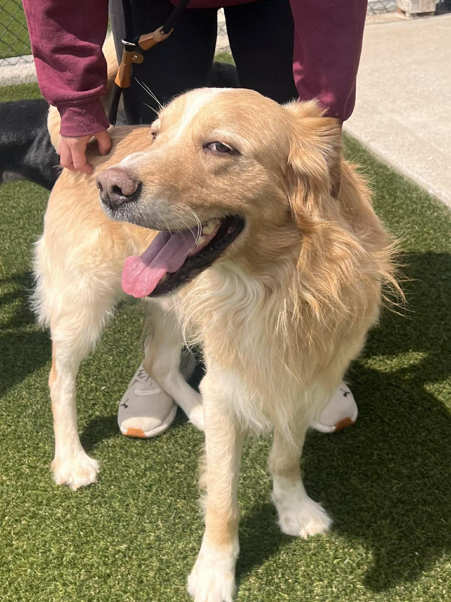 Pringles, a ADOPTABLE mixed breed in Richmond, KY image 5/6