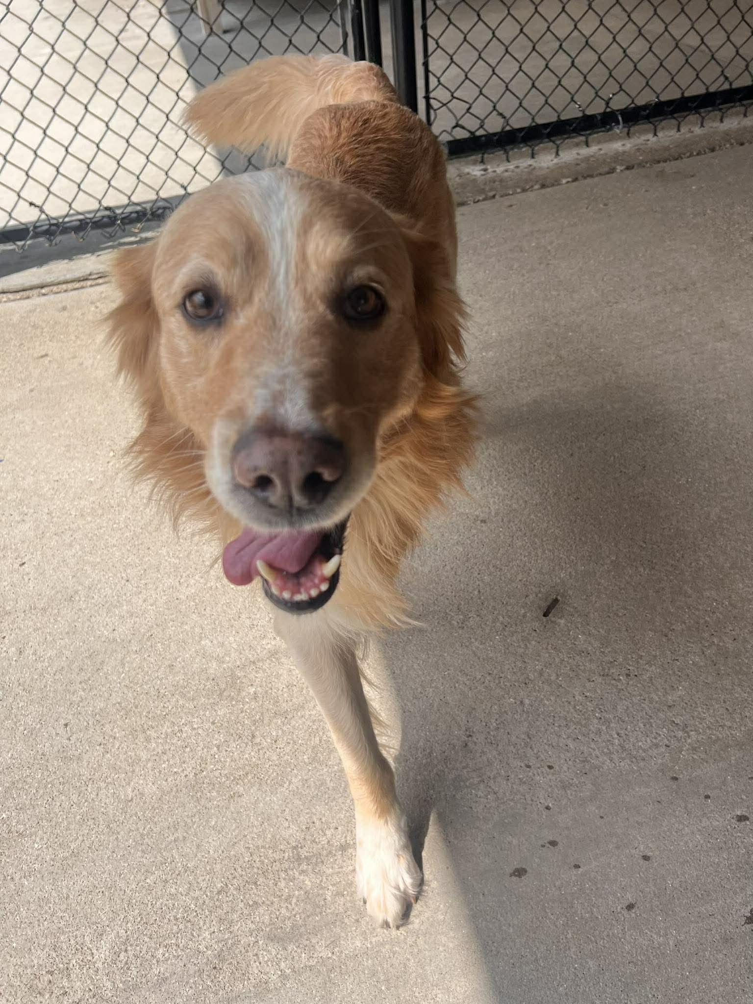Pringles, a ADOPTABLE mixed breed in Richmond, KY image 2/6