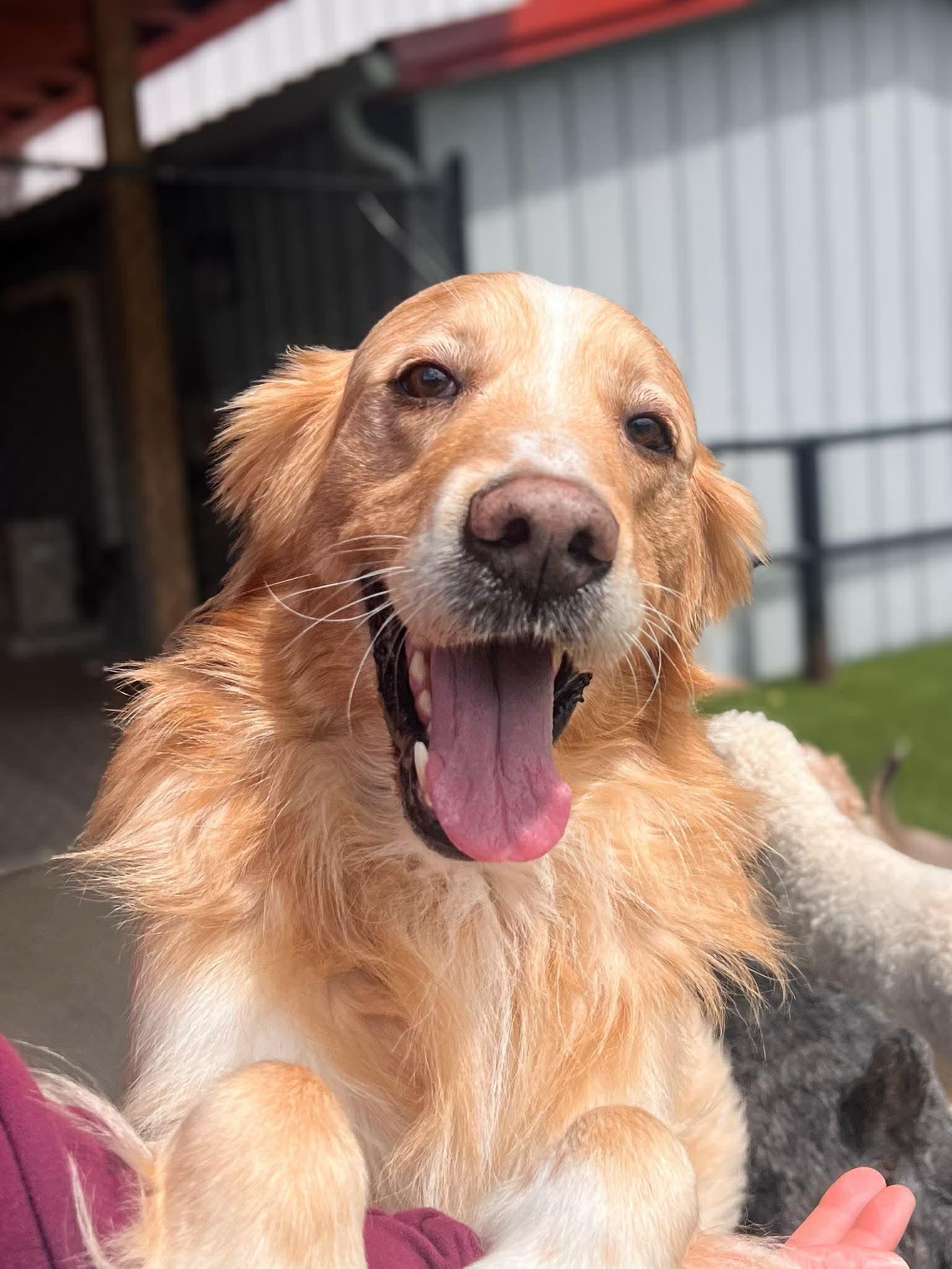 Pringles, a ADOPTABLE mixed breed in Richmond, KY image 1/6