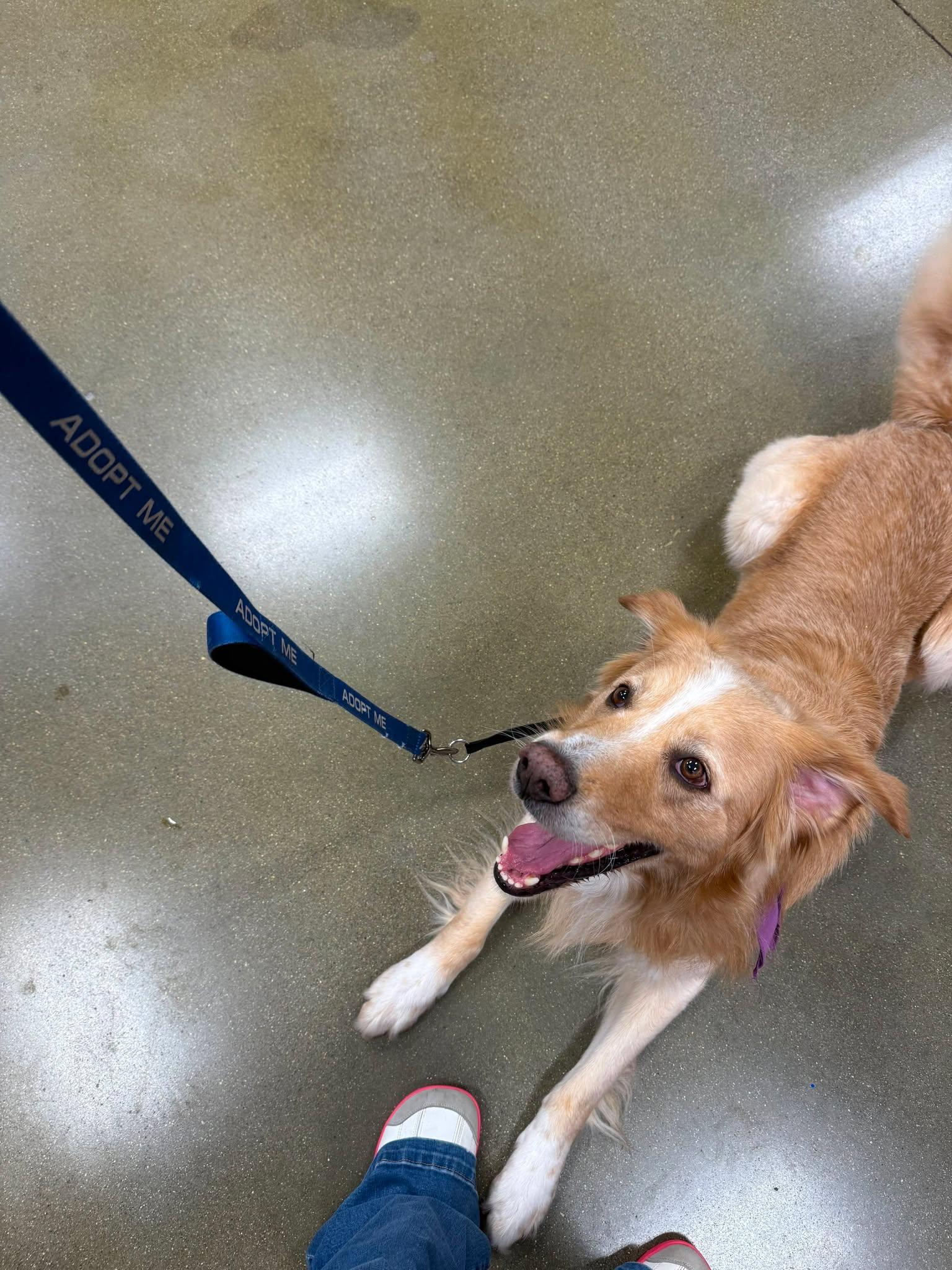 Pringles, a ADOPTABLE mixed breed in Richmond, KY image 3/6