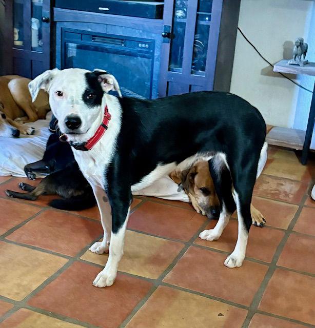 Buster, Adopted, Young Male Border Collie.