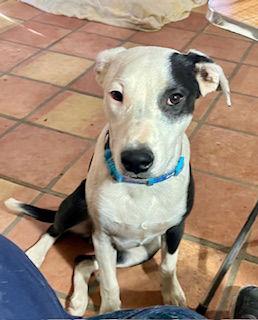 Buster, a Adopted Border Collie in Mesa, AZ image 3/3
