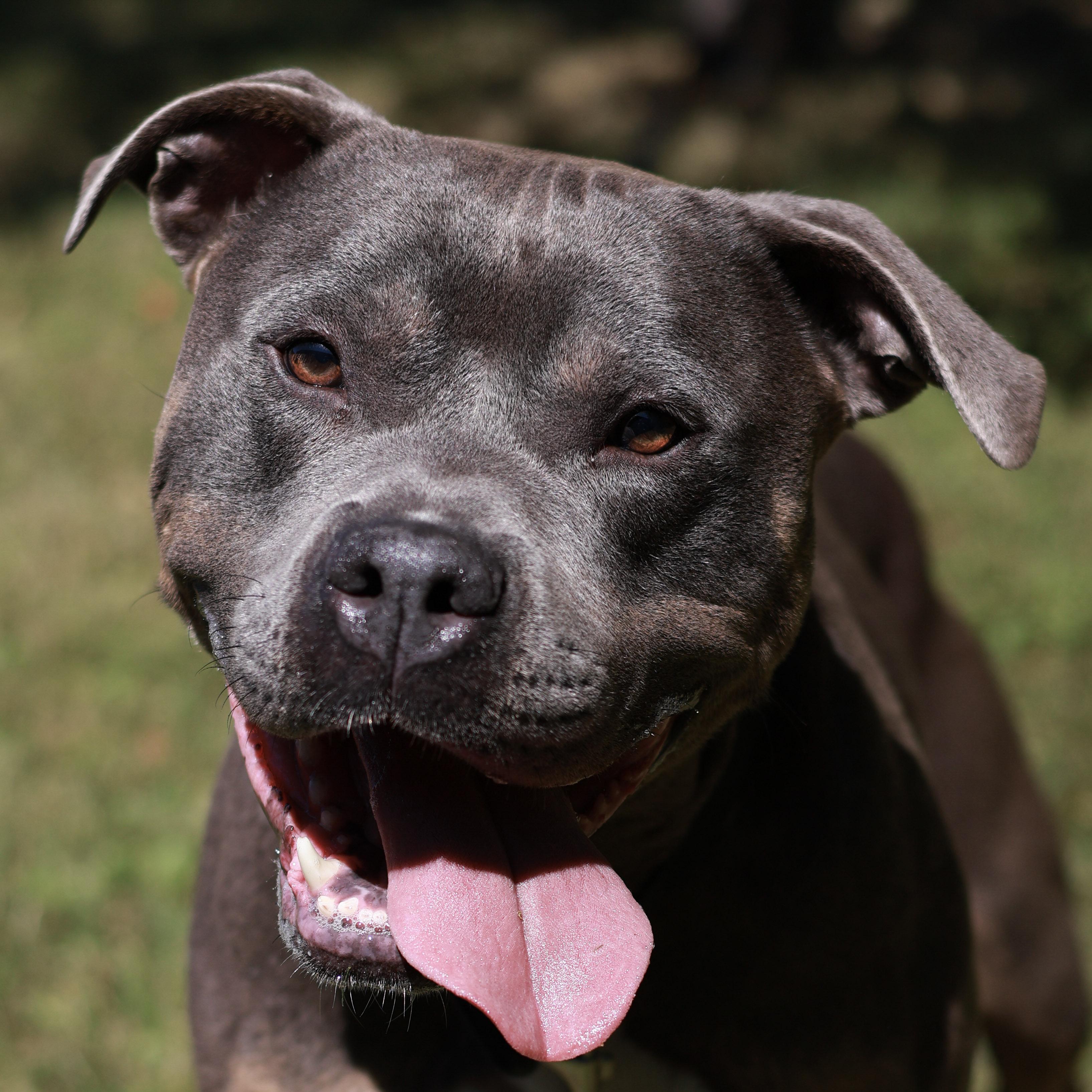 Enlarge Jar Jar, a ADOPTABLE Pit Bull Terrier in St. Ignace, MI image 2/2