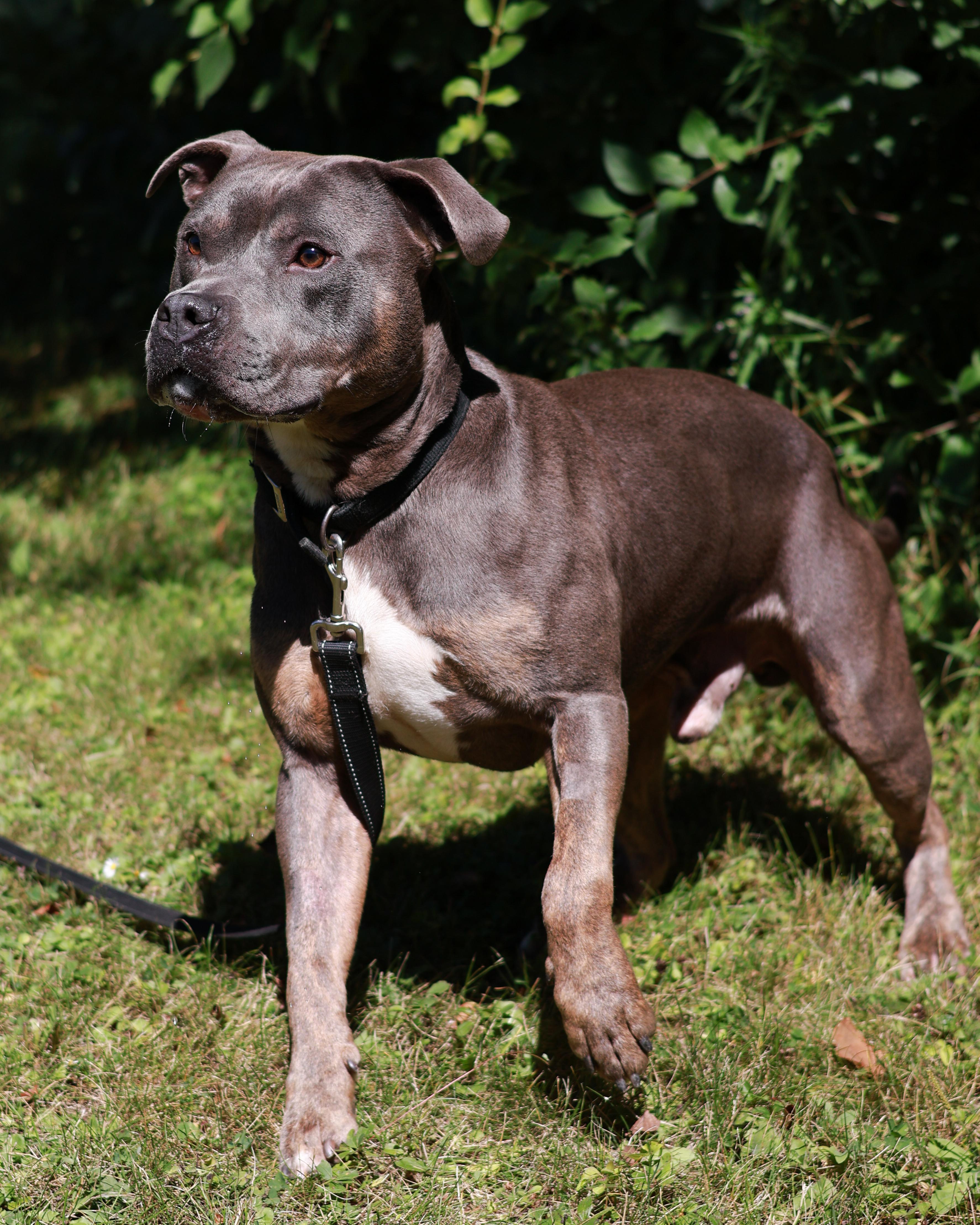 Jar Jar, ADOPTABLE, Adult Male Pit Bull Terrier.