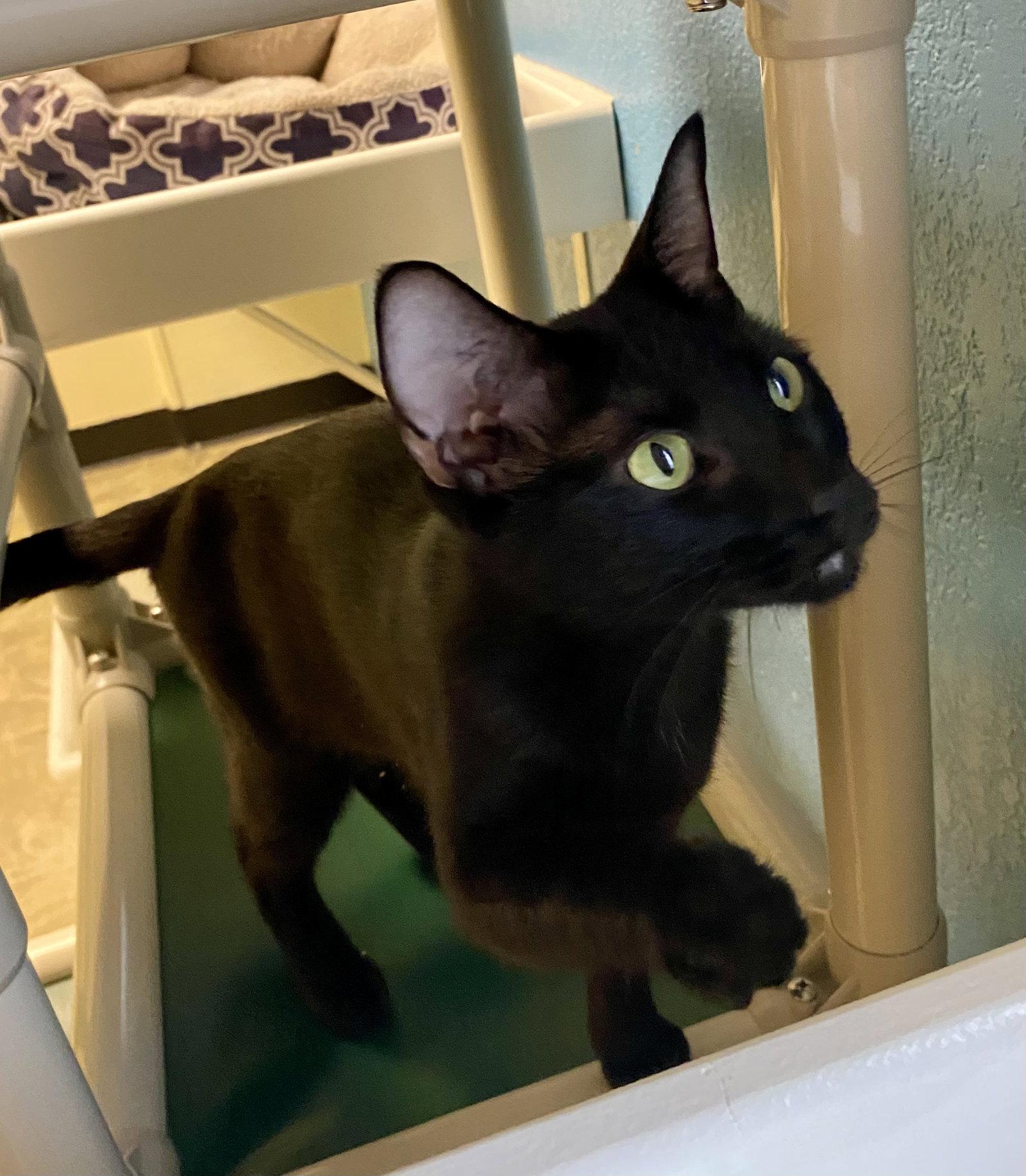 Relish, Adoptable, Adult Female Domestic Short Hair.