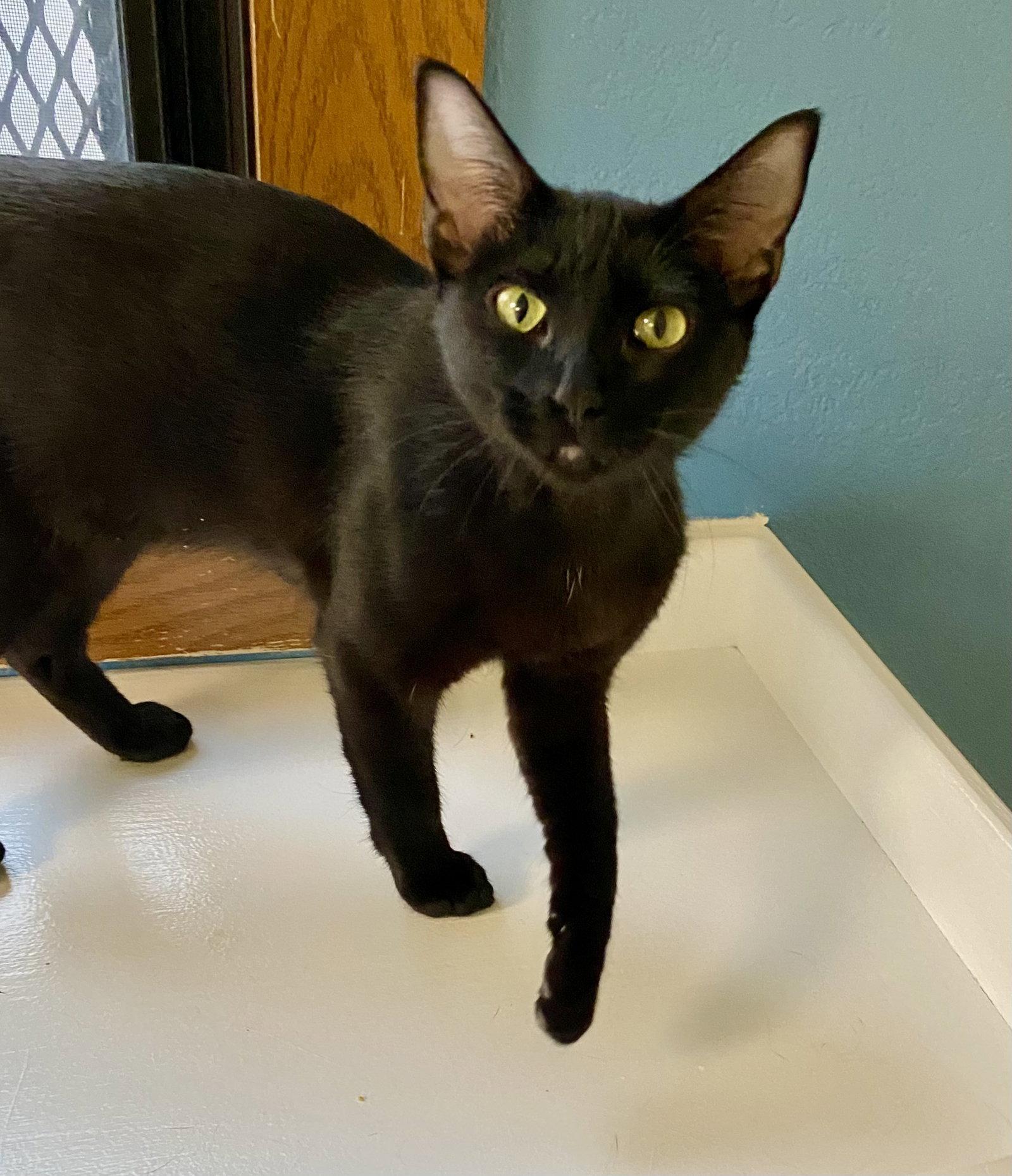 Enlarge Relish, a Adoptable Domestic Short Hair in Fargo, ND image 2/2