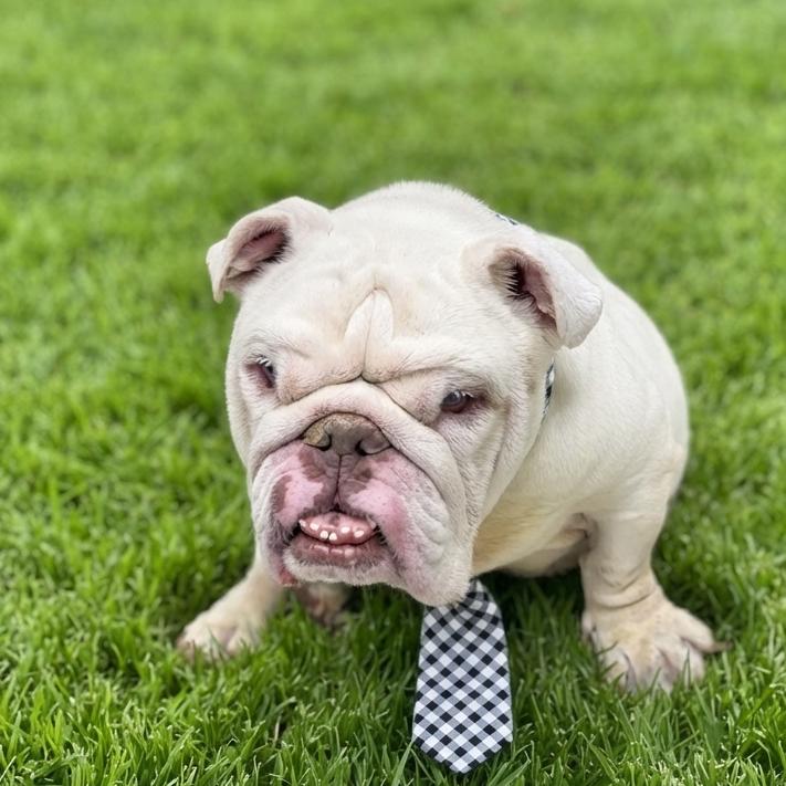 Hermie (special needs), Adoptable, Adult Male English Bulldog.