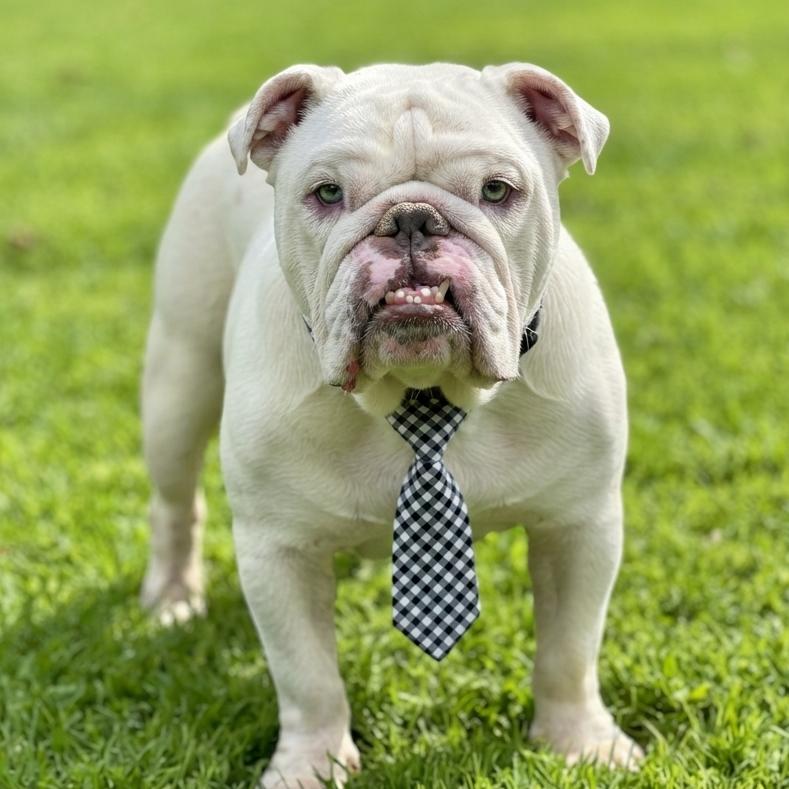 Enlarge Hermie (special needs), a Adoptable English Bulldog in Las Vegas, NV image 2/3