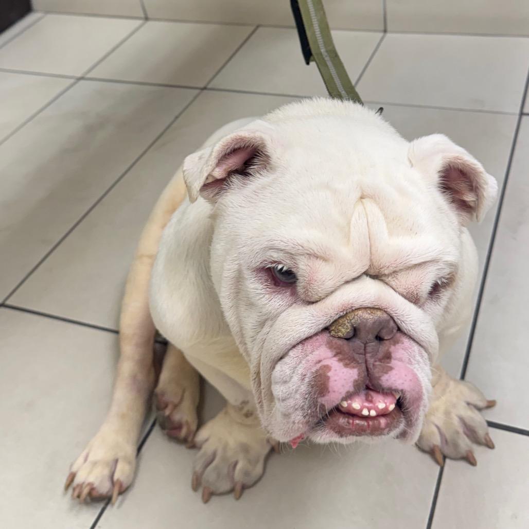 Enlarge Hermie (special needs), a Adoptable English Bulldog in Las Vegas, NV image 3/3