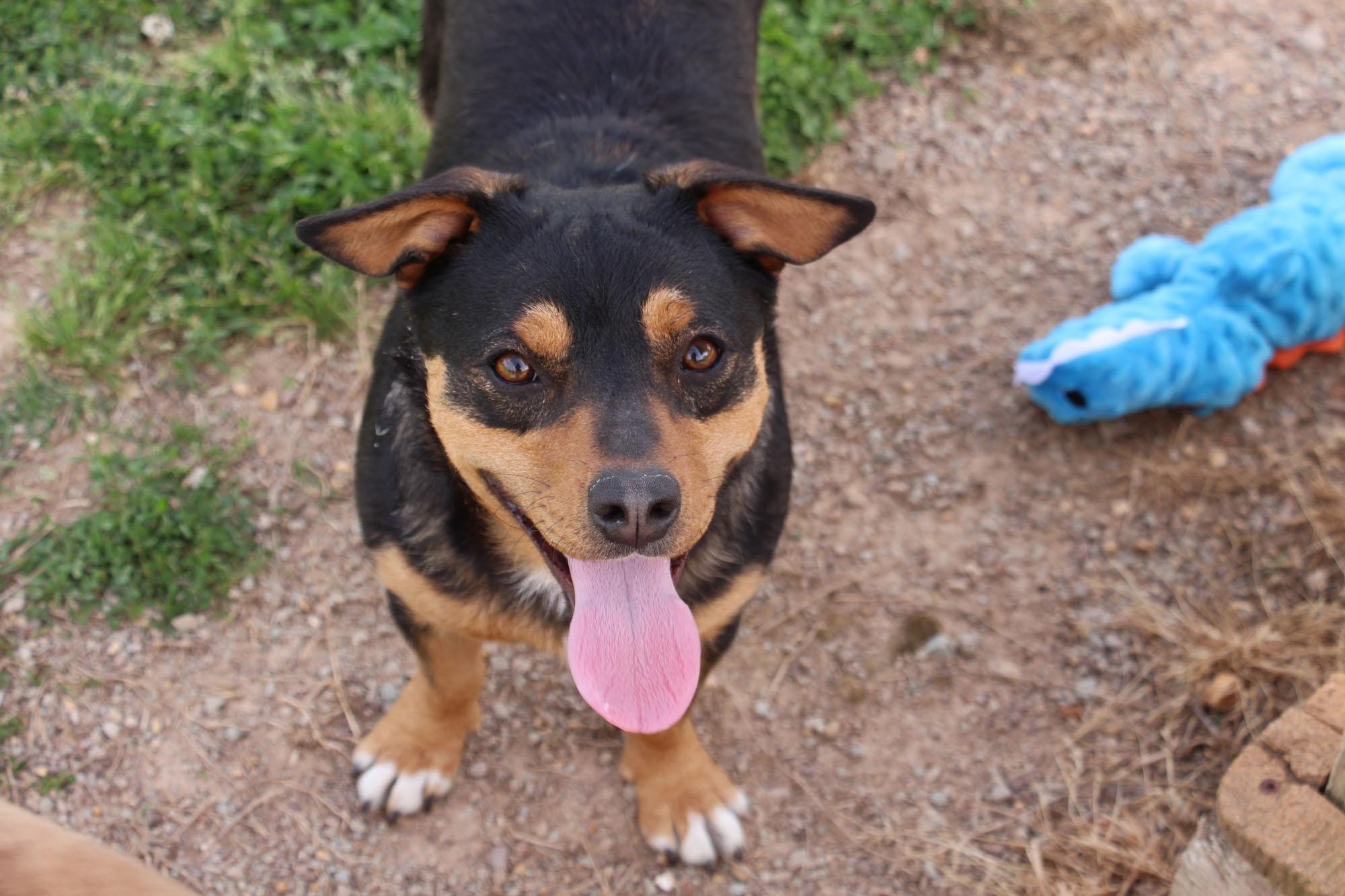 Moe, a ADOPTABLE mixed breed in Savannah, TN image 2/3