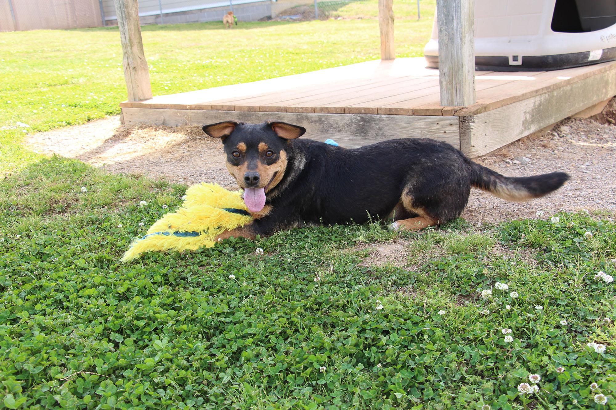 Moe, a ADOPTABLE mixed breed in Savannah, TN image 1/3