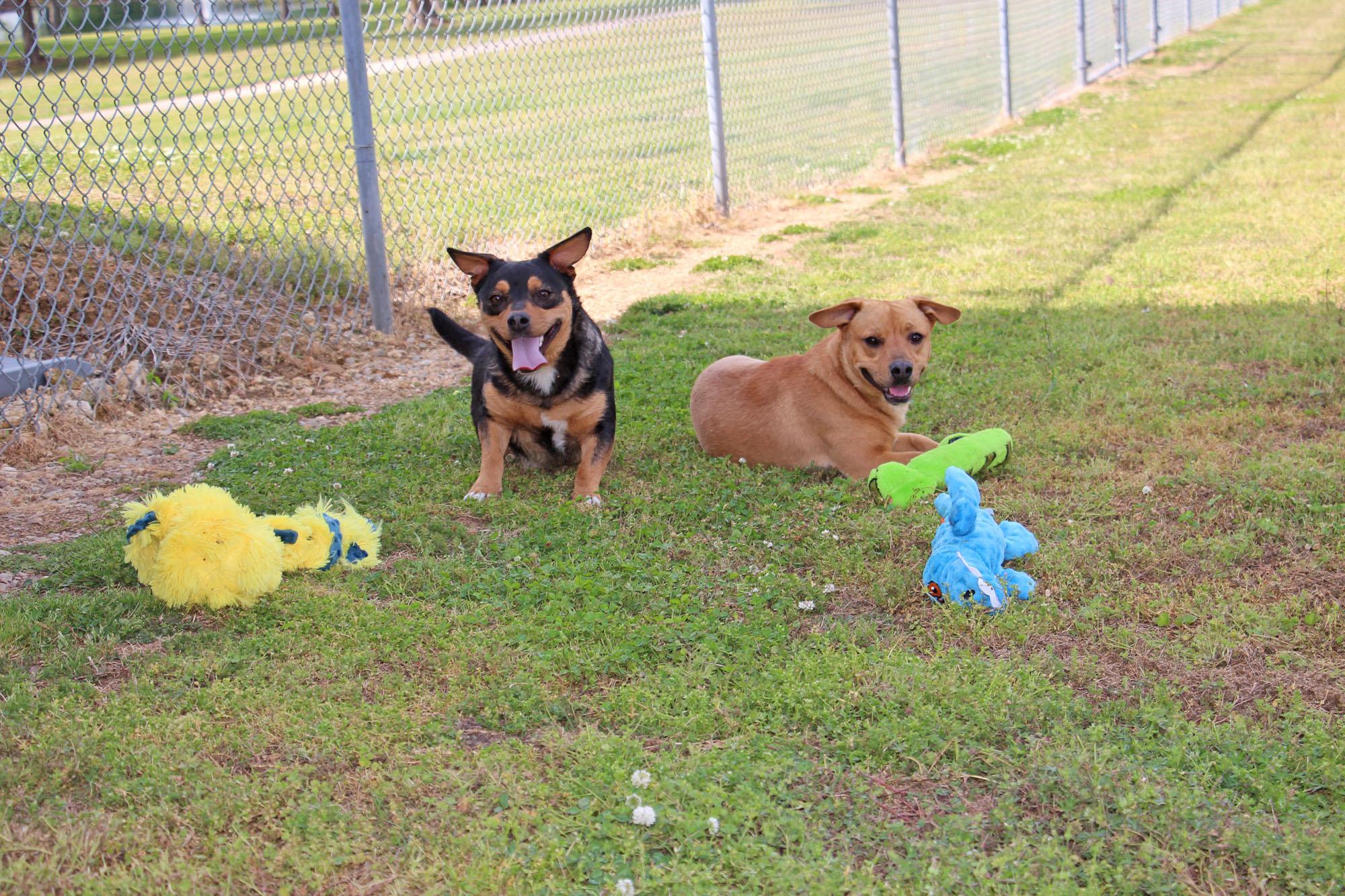 Moe, a ADOPTABLE mixed breed in Savannah, TN image 3/3