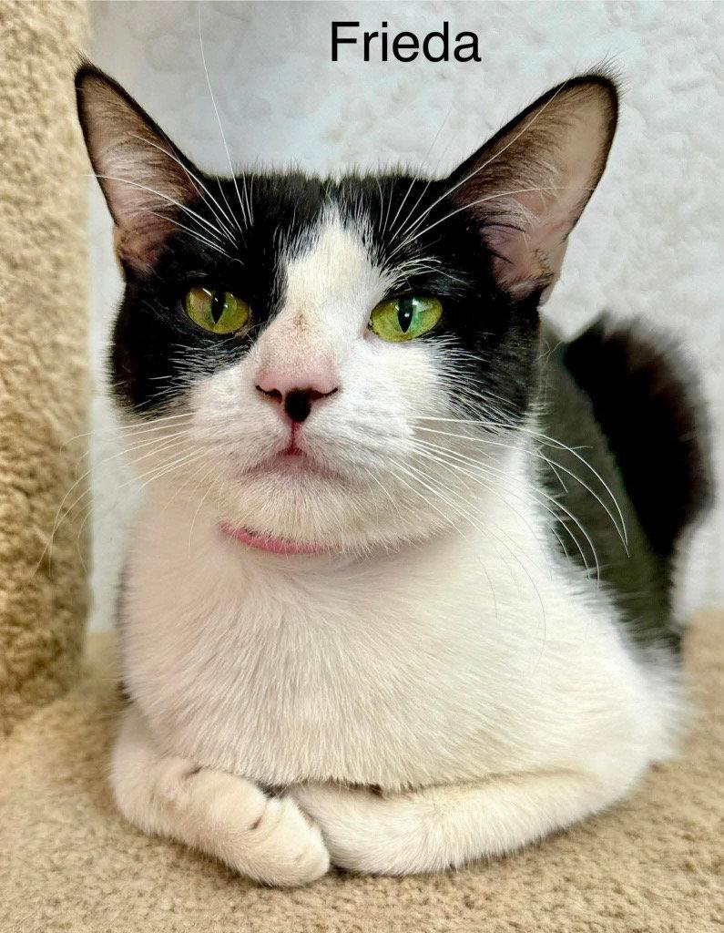 Freida, Adoptable, Young Female Domestic Short Hair.