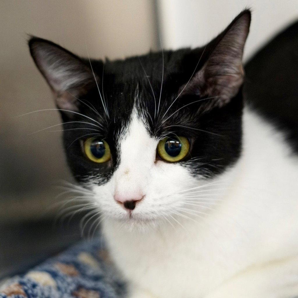 Freida, Adoptable, Young Female Domestic Short Hair.