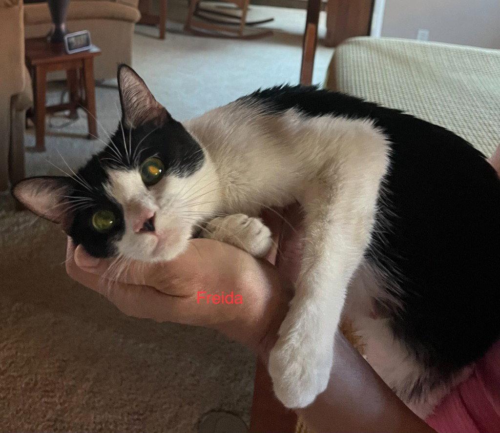 Enlarge Freida, a Adoptable Domestic Short Hair in Saint George, UT image 2/3