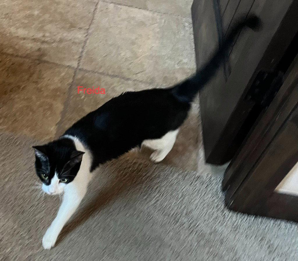 Enlarge Freida, a Adoptable Domestic Short Hair in Saint George, UT image 3/3