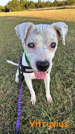 Vitruvius, Adoptable, Adult Male Mixed Breed.