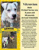 Enlarge Vitruvius, a Adoptable Mixed Breed in Denton, TX image 3/3