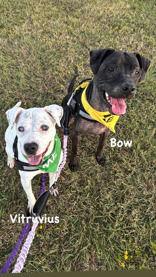 Enlarge Vitruvius, a Adoptable Mixed Breed in Denton, TX image 2/3