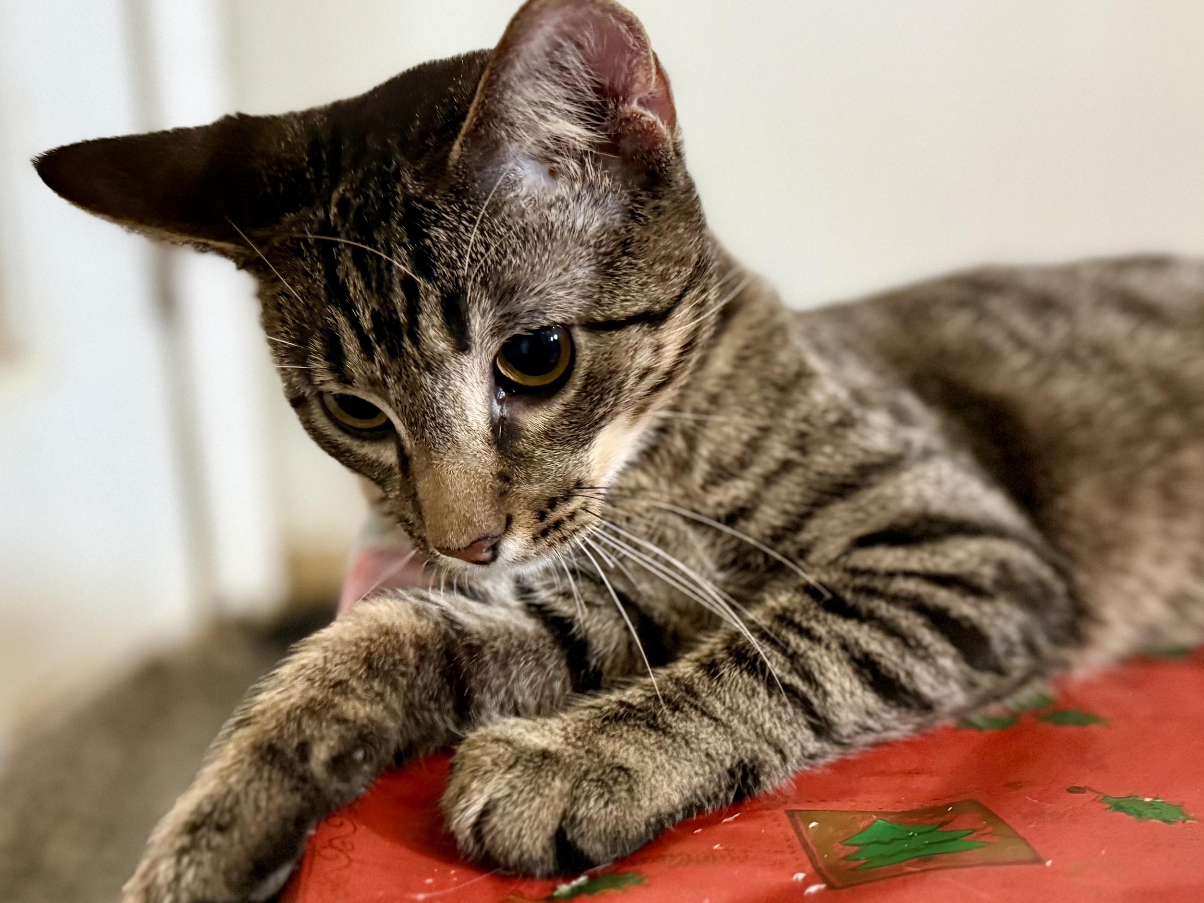 Enlarge Tinsel, a Adoptable Domestic Short Hair in McKenzie, TN image 2/2